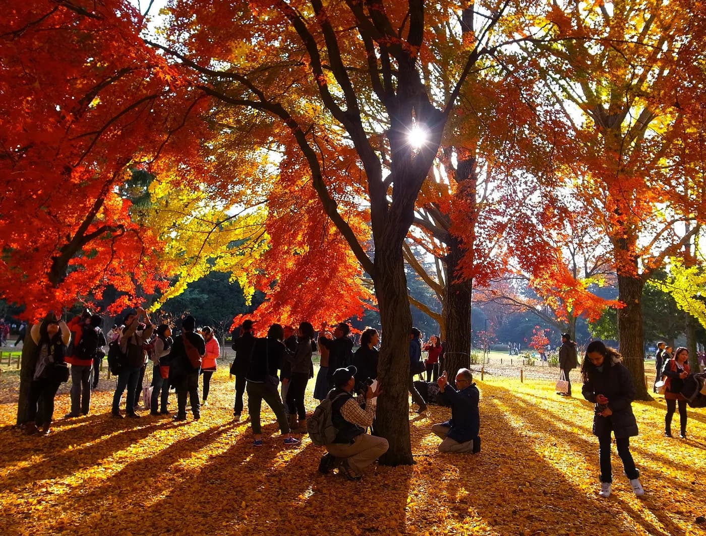 代々木公園 けやき並木の写真